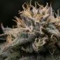 Preview: Samen 3x Punch Pie feminisiert Royalqueenseeds